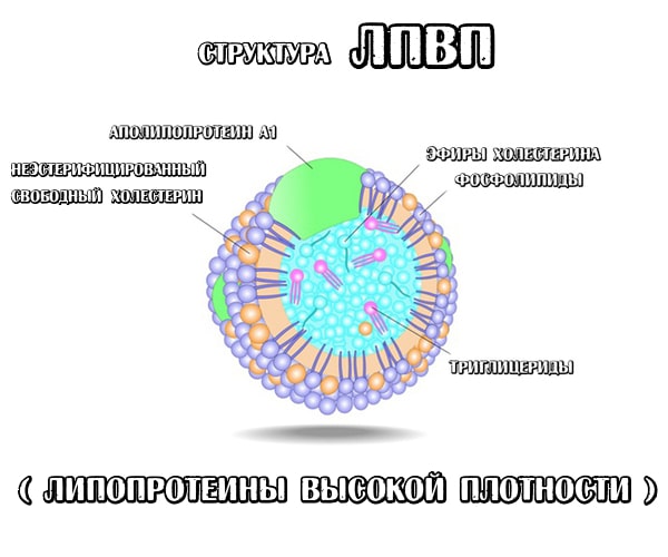 Анализ на повышение холестерина низкой и высокой плотности 