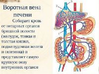 Анатомия воротной вены и какие патологии могут у нее быть 