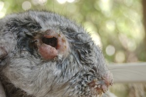 Миксоматоз у кроликов: симптомы и лечение 