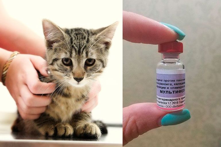 Российская вакцина для кошек