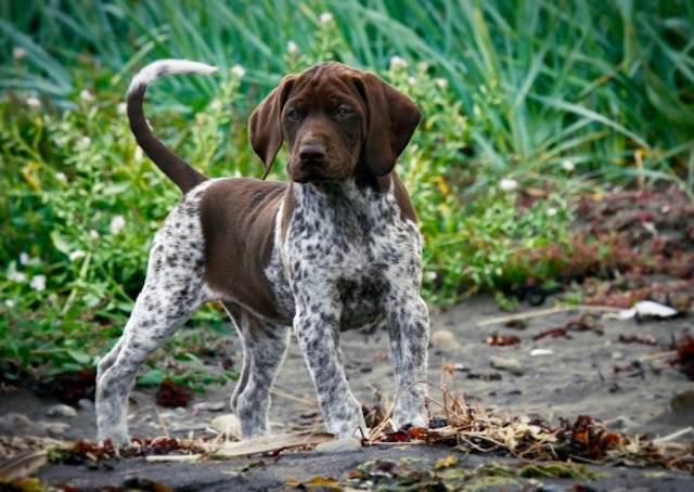 Охотничья собака породы курцхаар: уход, воспитание, дрессировка и натаска 