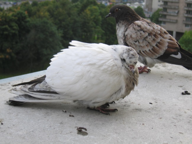 Определение симптомов и лечение сальмонеллеза у голубей 