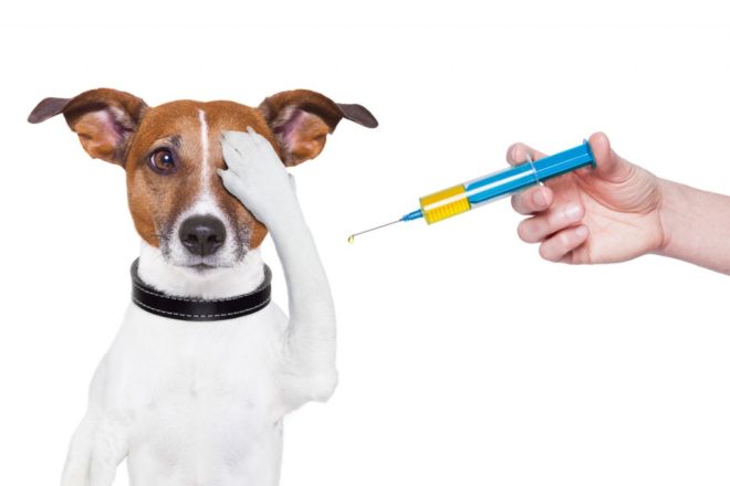 Осложнения у собак после вакцины от бешенства: шишка, понос, вялость, рвота 