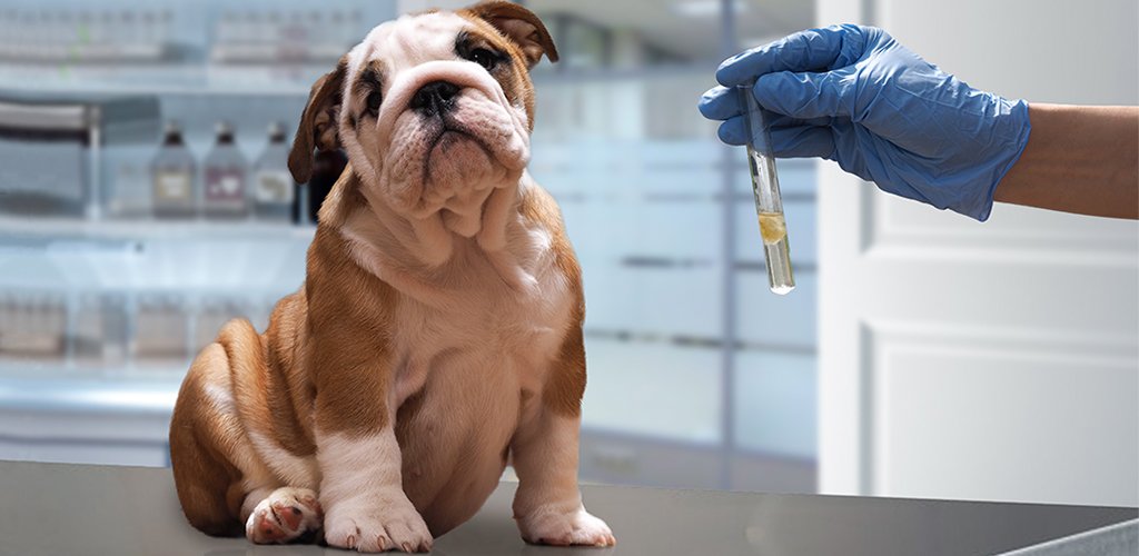 Правила вакцинации собак 