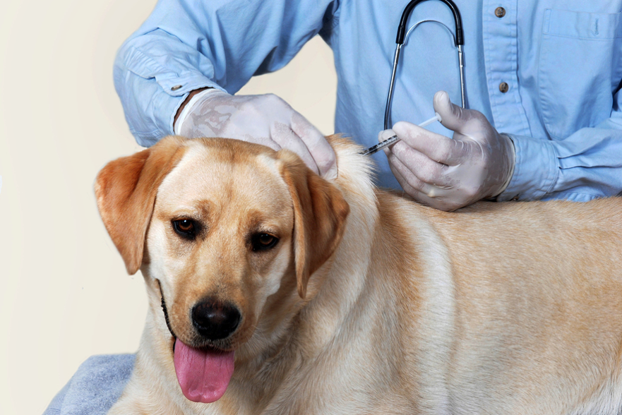 Прививаем собаку от клещей: необходимость и особенности вакцинации 