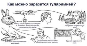 Прививка от туляремии противопоказания 