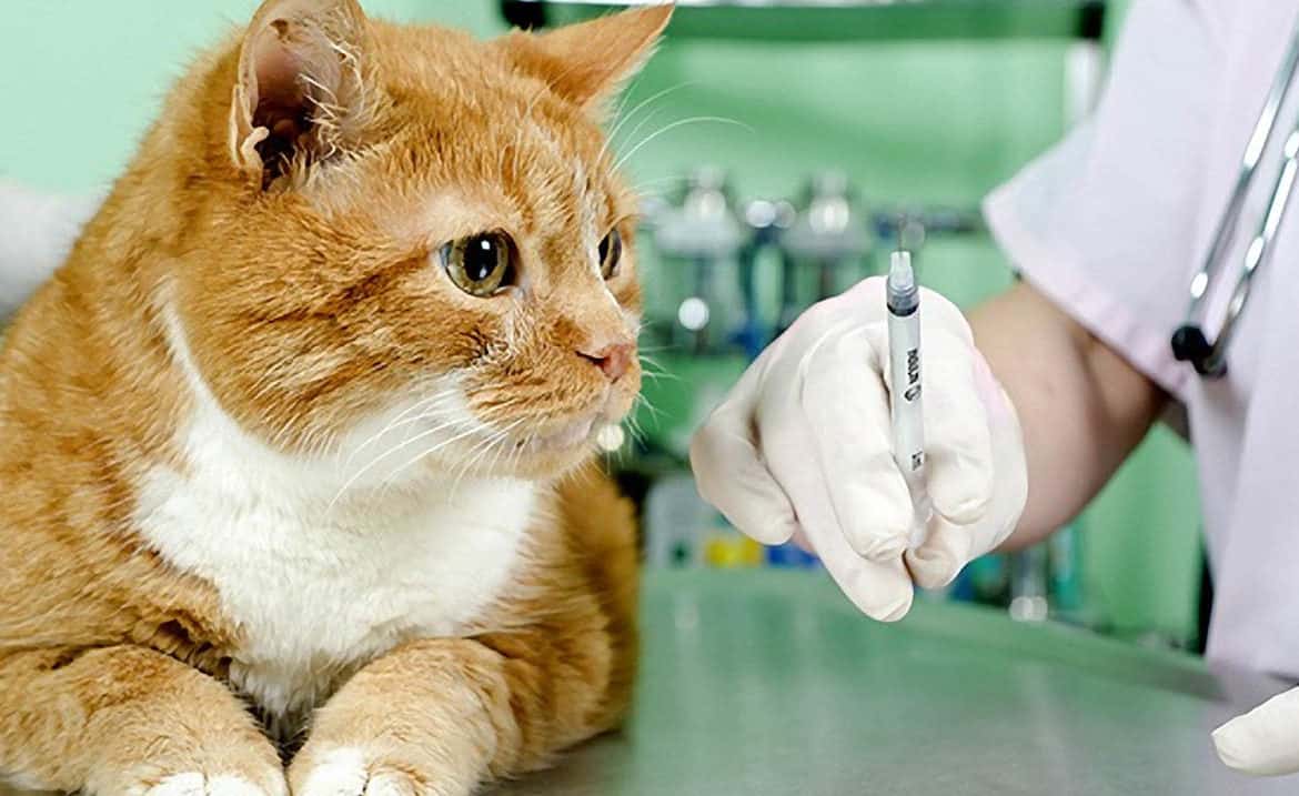 Прививки и вакцинация кошек от лишая 