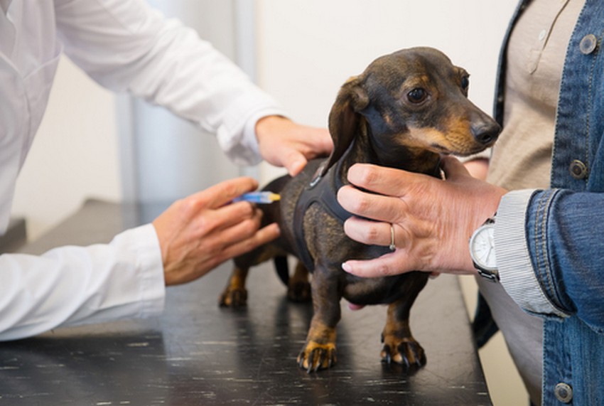 Прививки которые положено делать собакам 