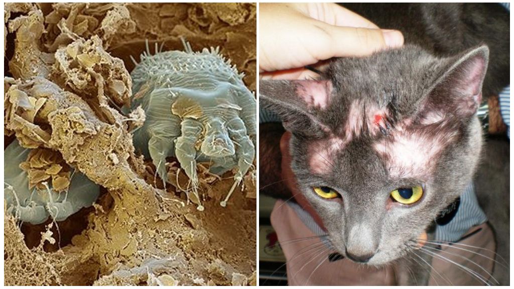 Симптомы чесоточного клеща у кошек и его лечение 
