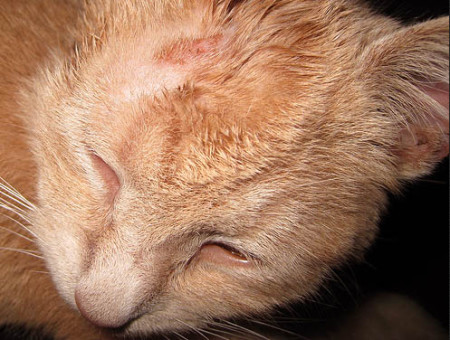 Лечим лишай у кошки народными средствами в домашних условиях: быстрое избавление от стригущего лишая