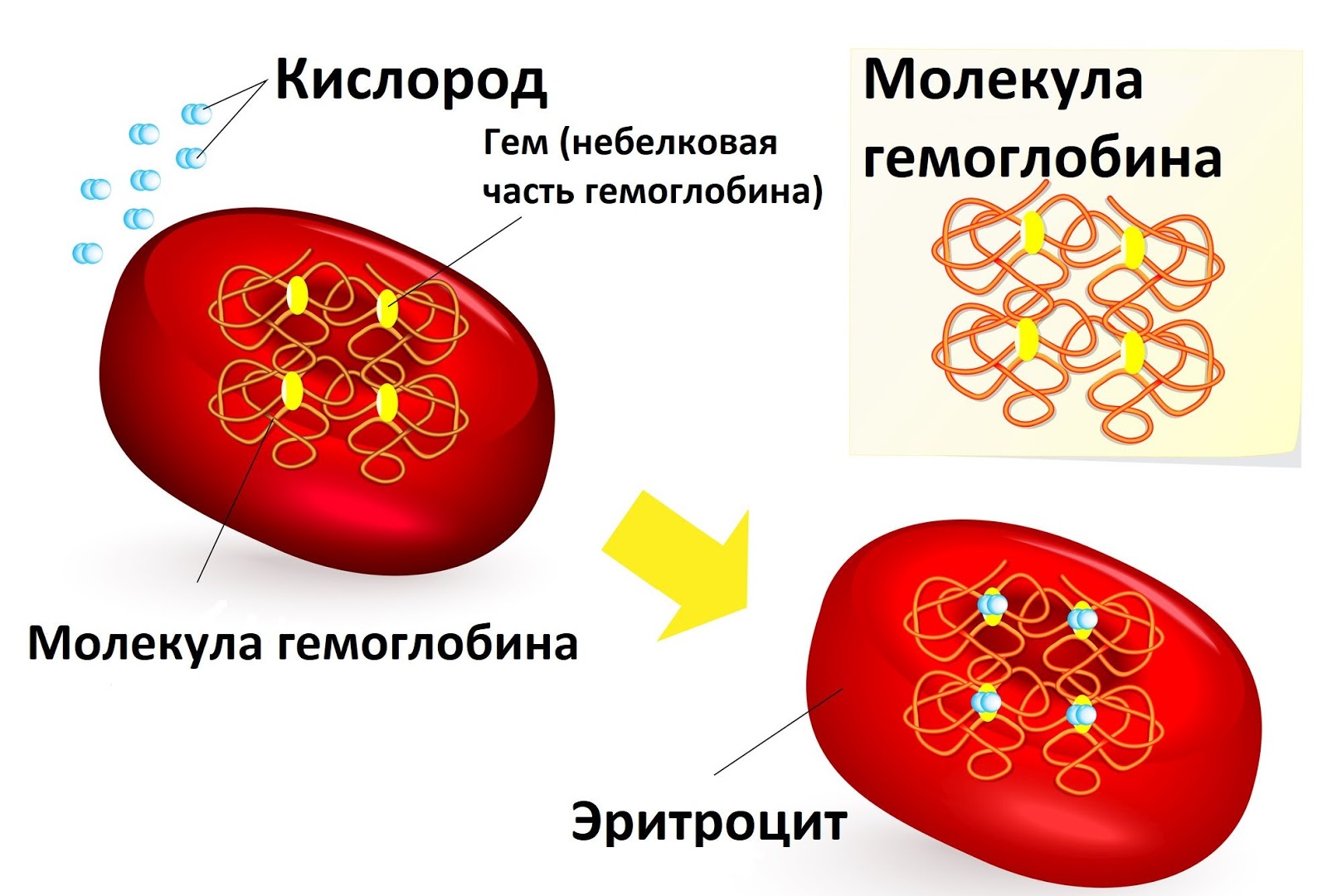 Уровень гемоглобина в крови 