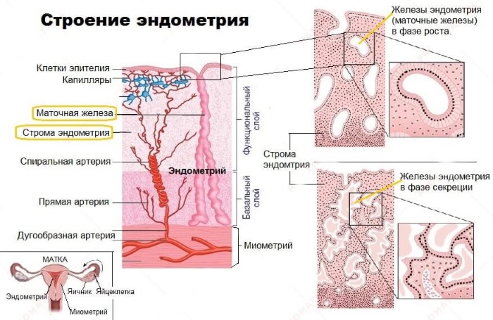 Как меняется показатель толщины эндометрия в зависимости от дня цикла 