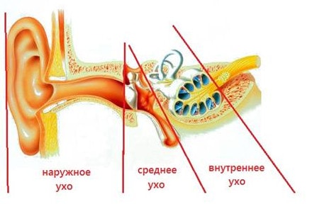 Элементом среднего уха является. Слуховой аппарат человека: строение уха, функции, патологии 