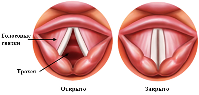 Голосовые связки у человека: где находятся 