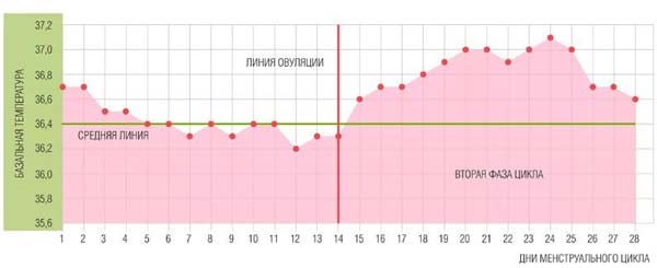 График базальной температуры при беременности, нормальном и патологическом мeнcтpуальном цикле 