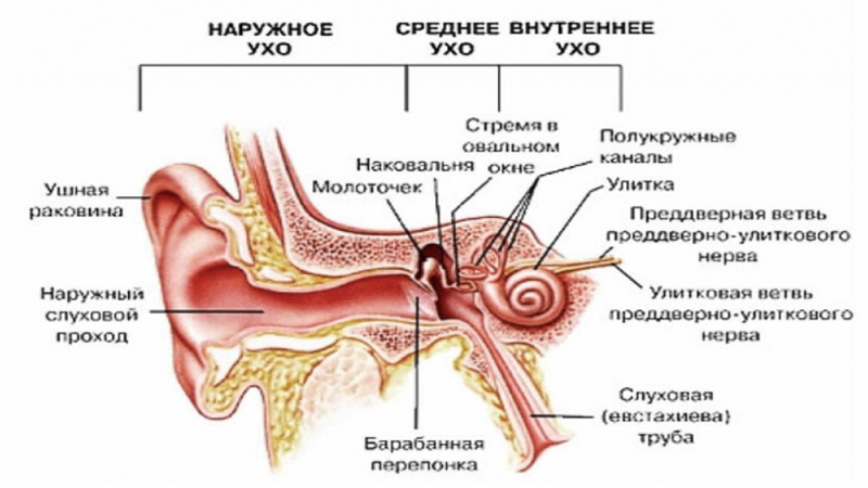 И чего состоит слуховой канал человека? 