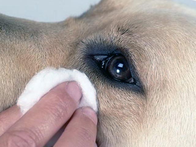 Какие бывают глазные капли для собак 
