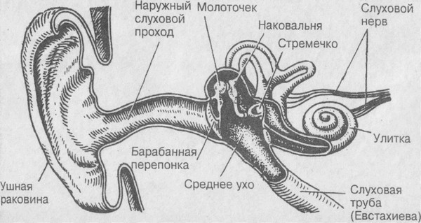 Какие есть нервные окончания в ухе? 