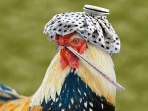 Как определить птичий грипп у кур 