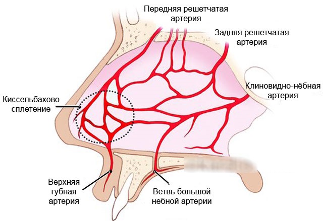 Как остановить кровь из носа — пошаговая инструкция 