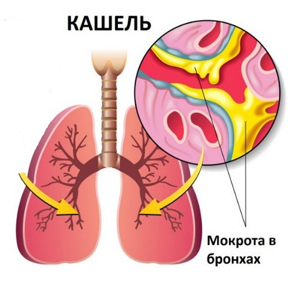 Как пить сироп солодки от кашля взрослому 