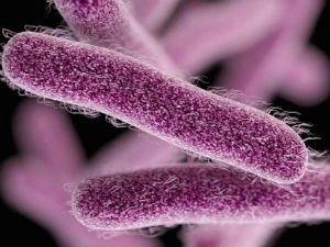 Klebsiella pneumonia (клебсиелла) в моче 