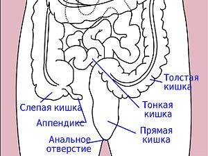 Лечение полипов в кишечнике народными средствами — 6 эффективных «бабушкиных»рецептов 