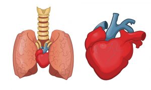 Легочное сердце: причины, симптомы и тактика лечения правожелудочковой недостаточности 