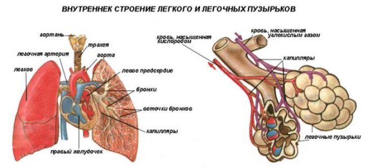 Отекают легкие: симптомы, как распознать и оказать эффективную доврачебную помощь 