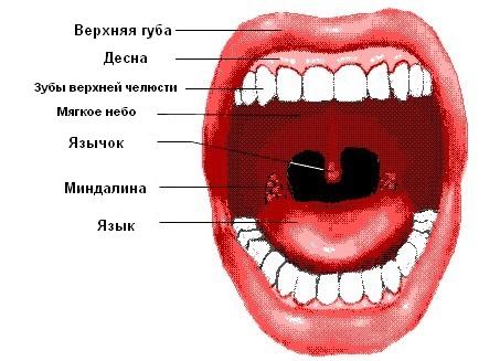 Прыщики в горле — какие могут сигнализировать заболевания 