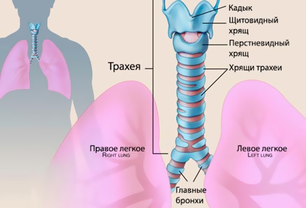 Рак дыхательных путей - бронхов и трахеи: причины, признаки, лечение 