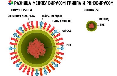 Риновирусная инфекция у детей: симптомы и лечение риновируса 
