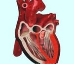 Риск сердечной астмы 