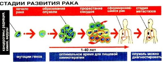 Сколько живут с paком 4 стадии? 