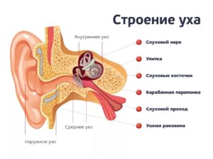 Тубоотит (евстахиит): причины, признаки, как лечить 