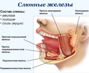 Воспаление слюнных желез: причины, симптомы и лечение 