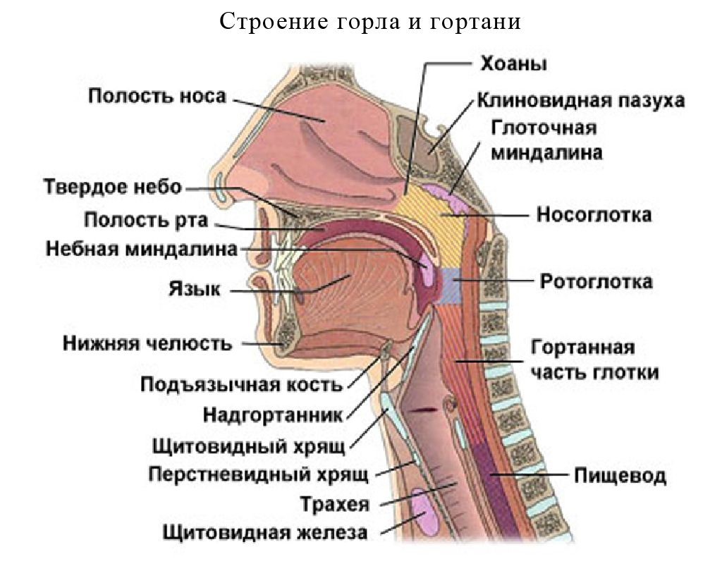 Злокачественные опухоли ротоглотки 