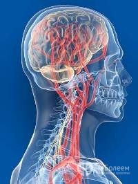 Ангиодистония головного мозга – лечение, симптомы 
