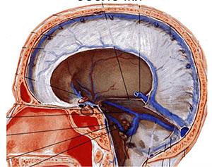 Синусы твердой мозговой оболочки 