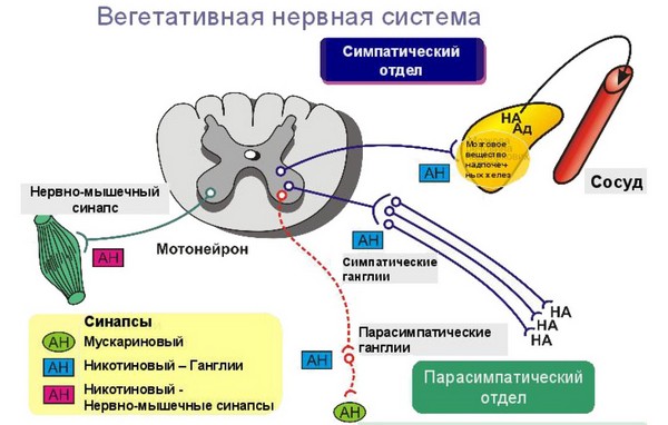 Совместимость ВСД и занятий спортом 