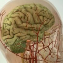 Спазм сосудов головного мозга: симптомы, признаки, рекомендованное лечение 
