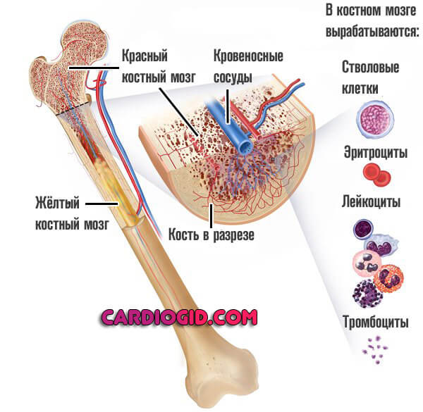 Средний объем тромбоцитов 