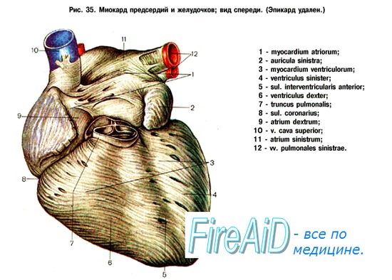 Стенки сердца 