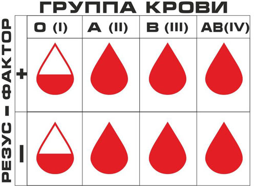 Узнаем группу крови и резус-фактор в домашних условиях и без анализов 