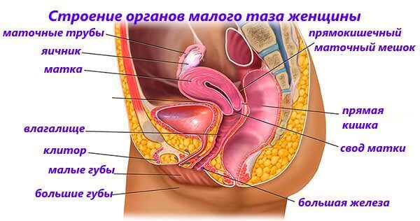 Венозный застой. Почему возникает застой крови в малом тазу? Лечение венозного застоя крови 