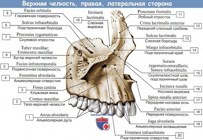 Анатомия верхней челюсти — названия зубов, функции 