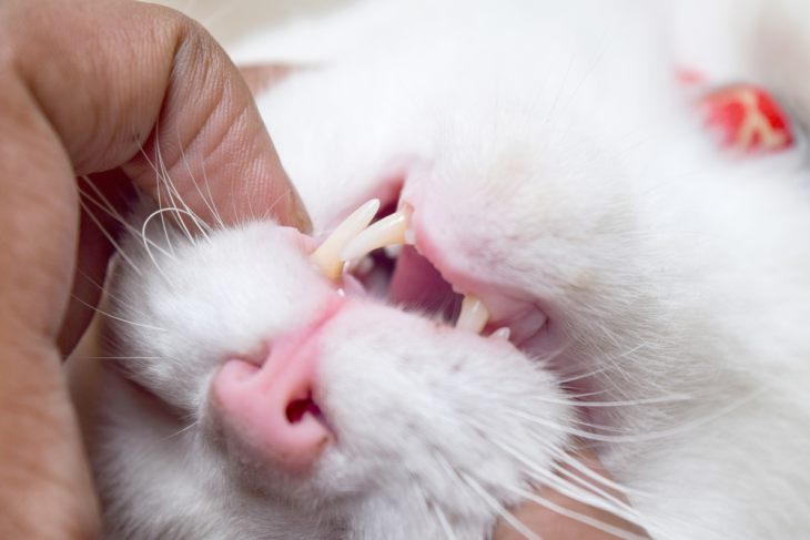 Характерные признаки пародонтоза у кошек и способы лечения 
