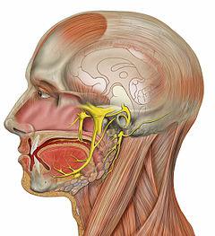 Как быстро вылечить невралгию (воспаление) лицевого нерва 