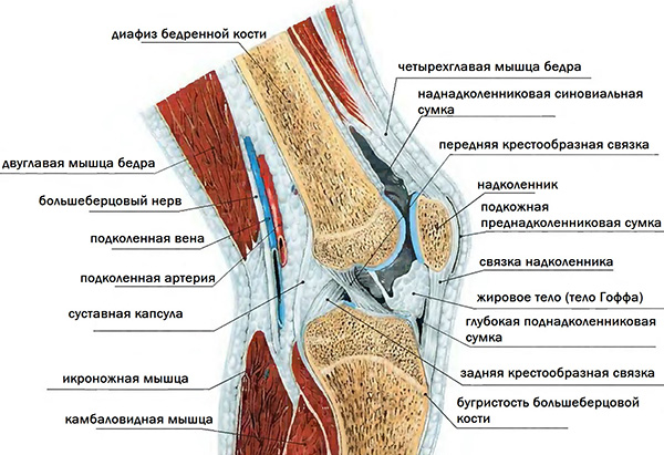 Гусиная лапка коленного сустава: виды патологий и особенности лечения 