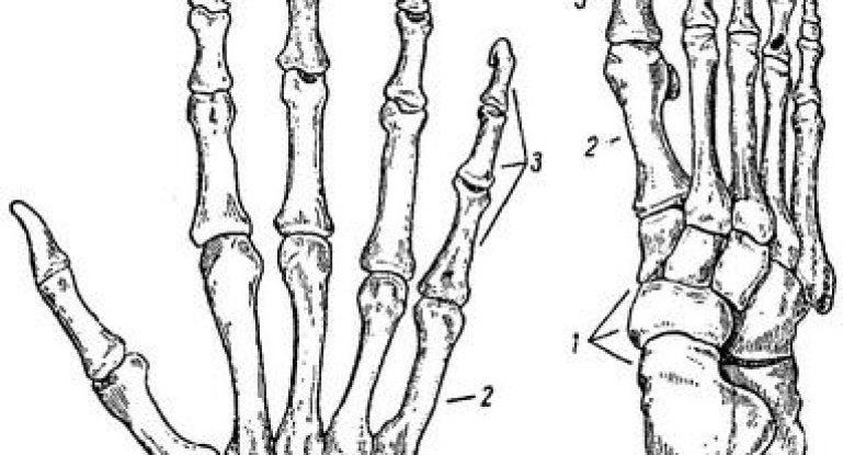 Из чего состоят пястно-фаланговый и плюснефаланговый суставы: изучаем анатомию 
